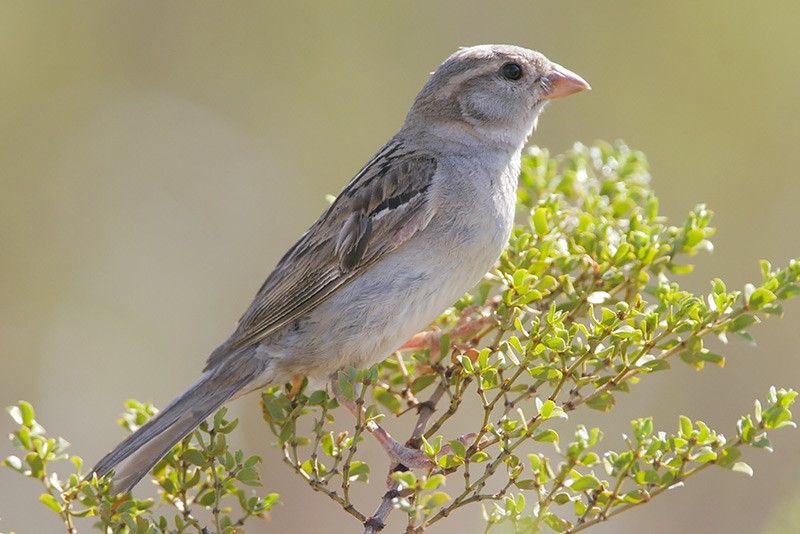 House Sparrow