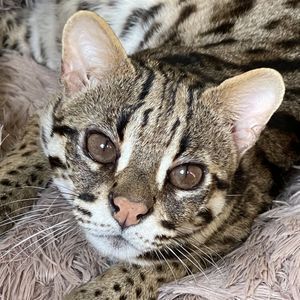 Asian Leopard Cats