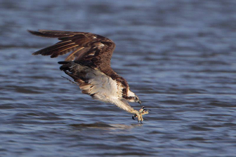 Osprey