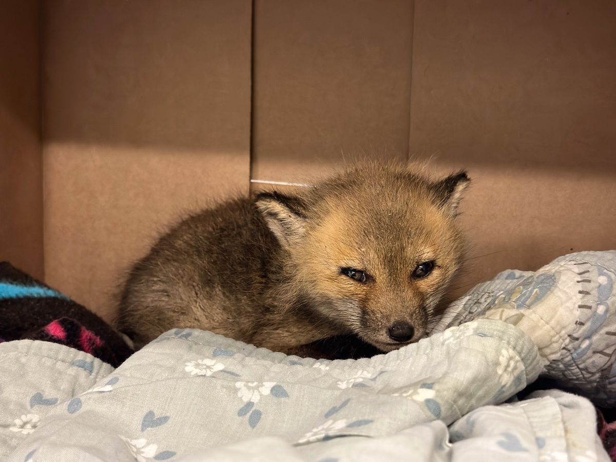 baby fox kit mange nebraska wildlife rehab