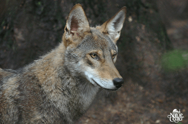 Beautiful adult Red Wolf 