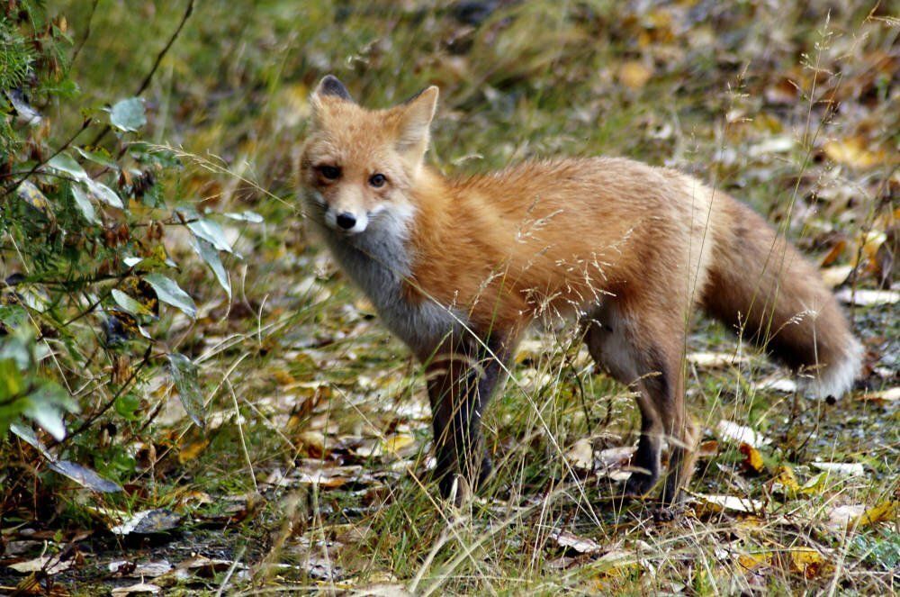 fox amongst fall leaves