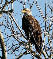 Bald Eagle (sub-adult)