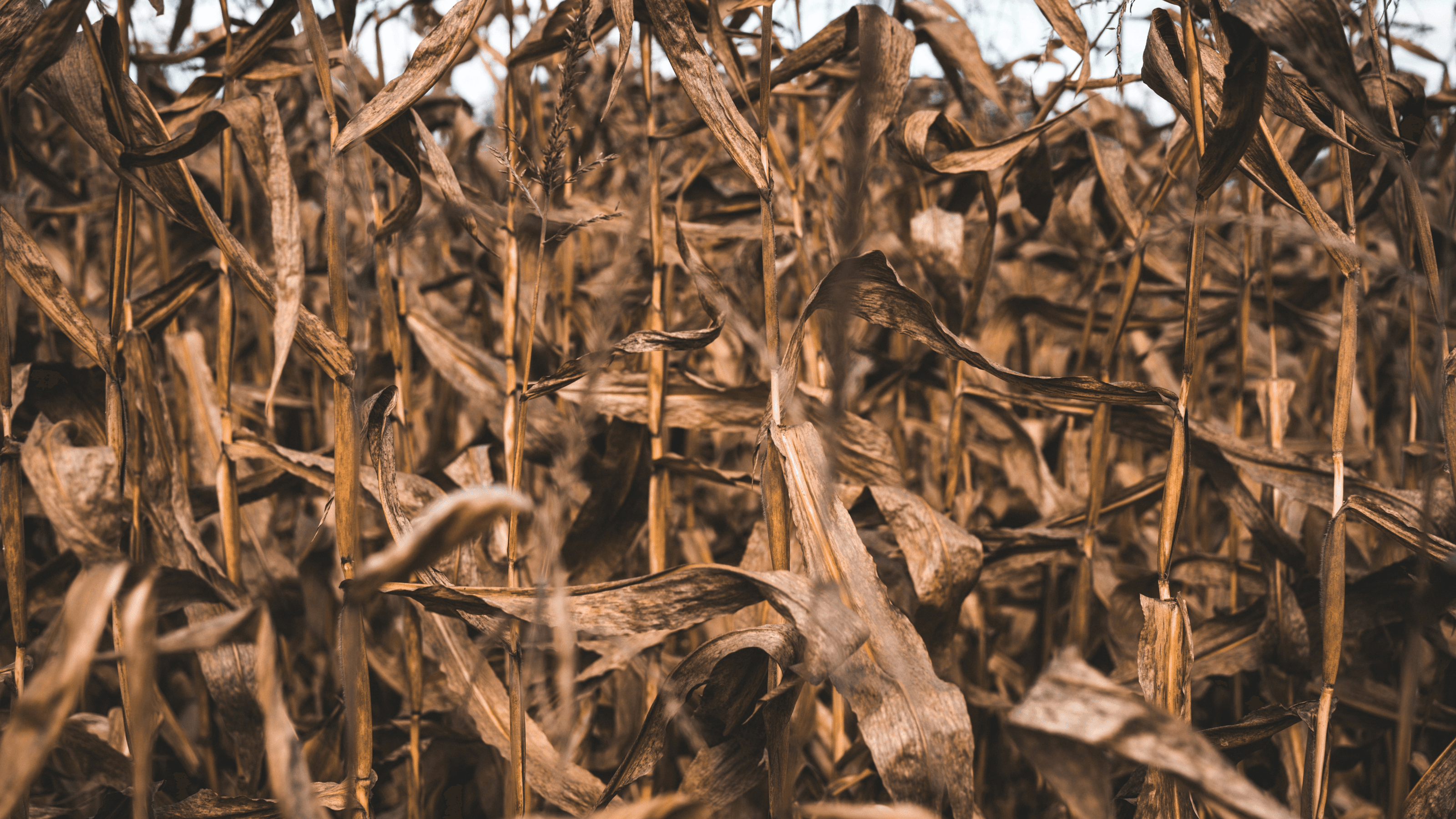 Damaged corn crop