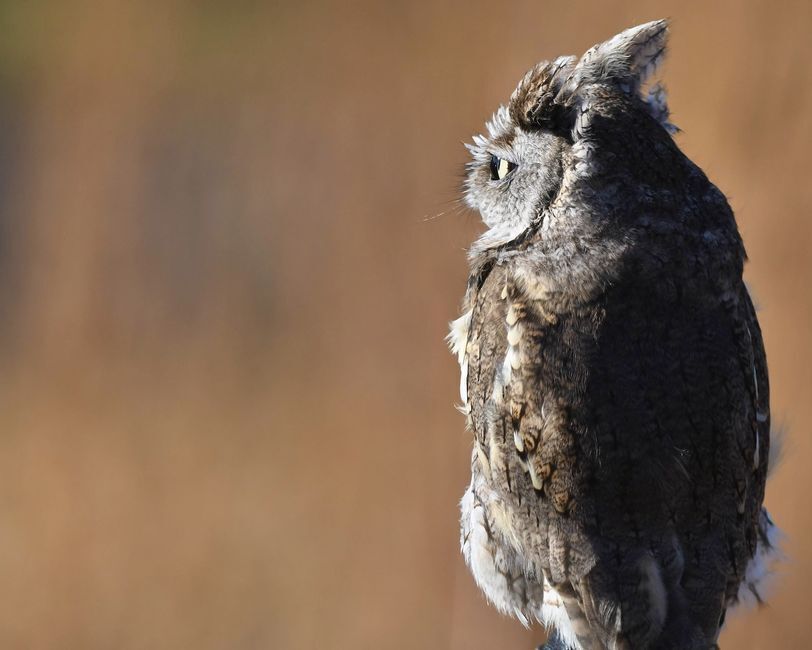 Screech Owl Sitting on stump