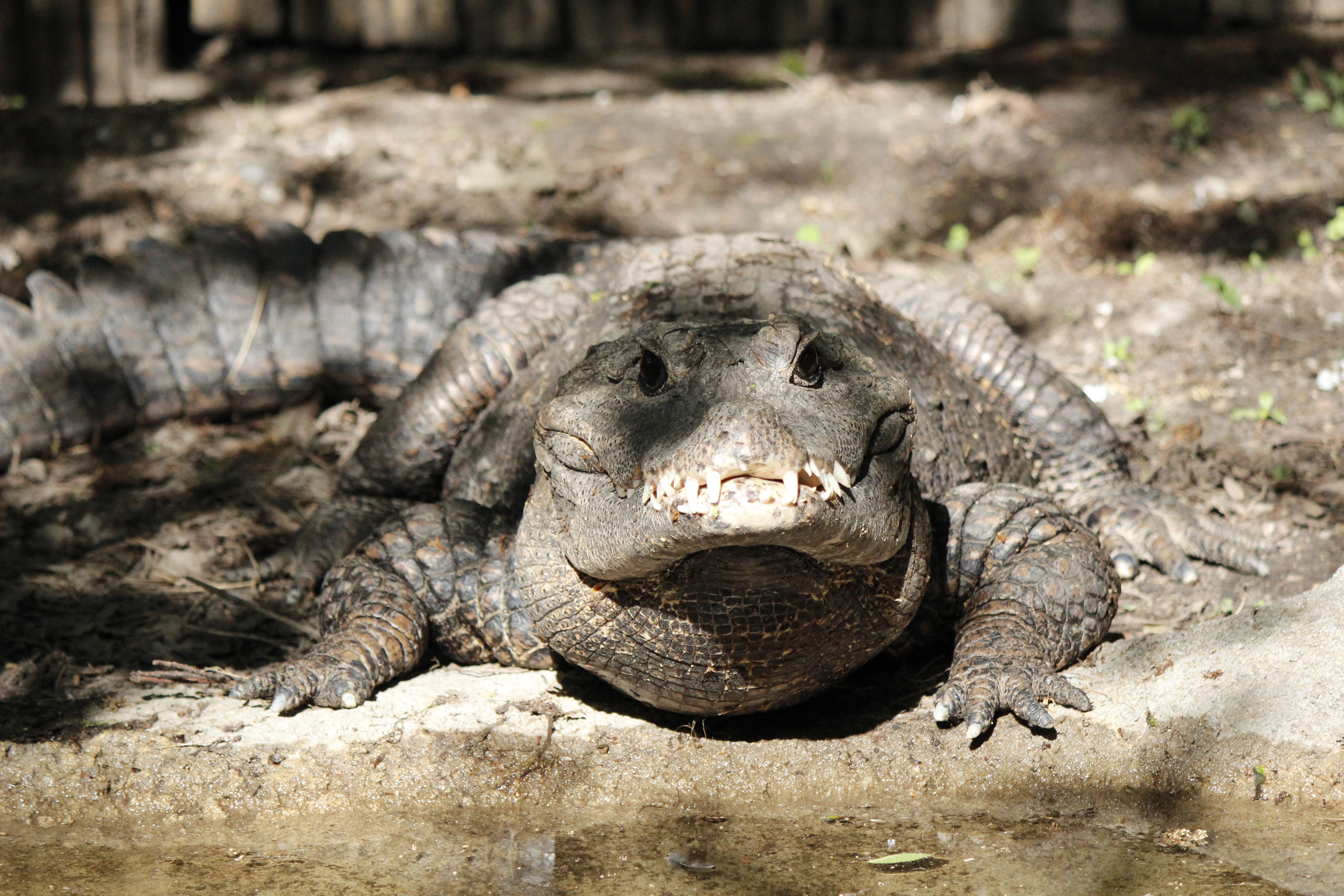 West African Dwarf Crocodile