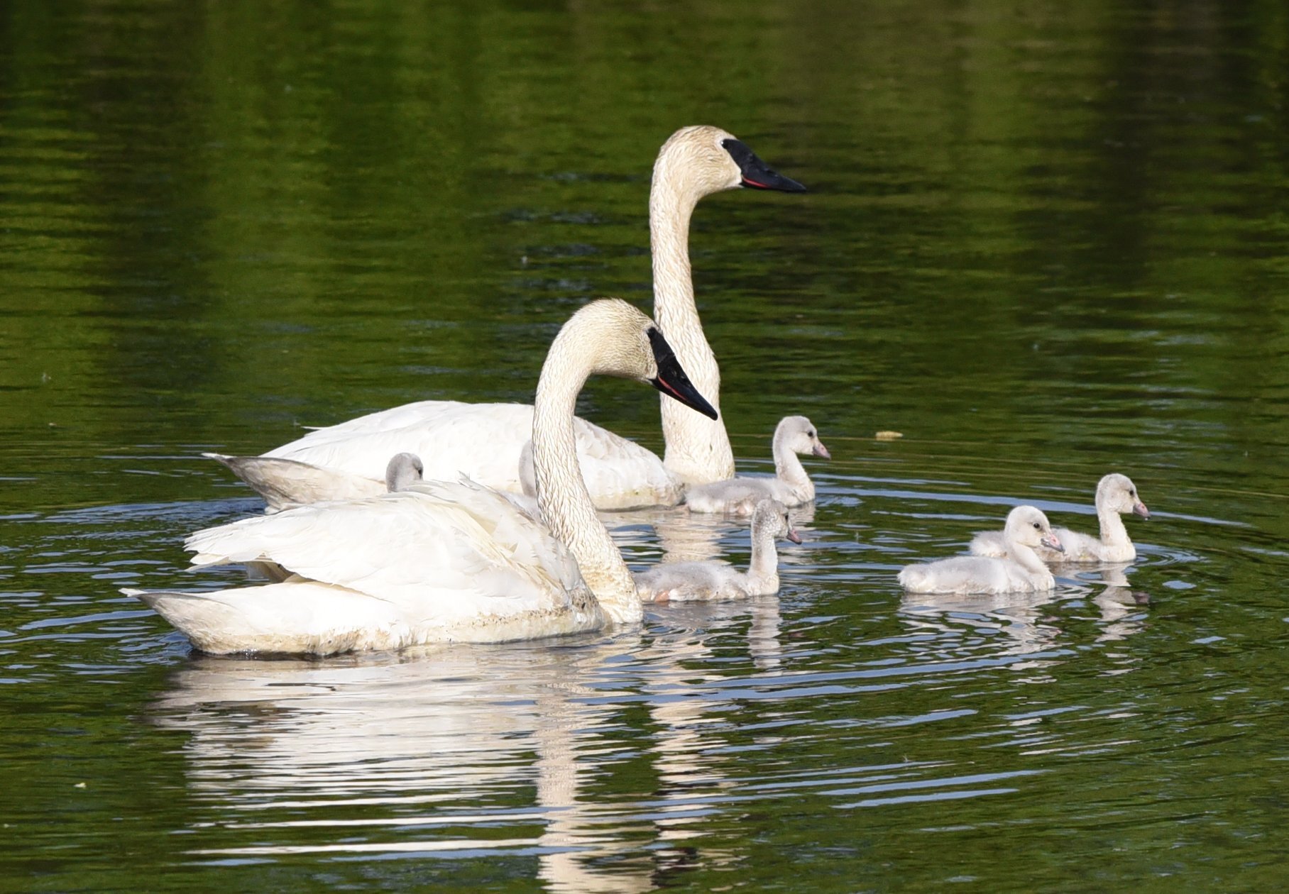 Adopt A Swan Family
