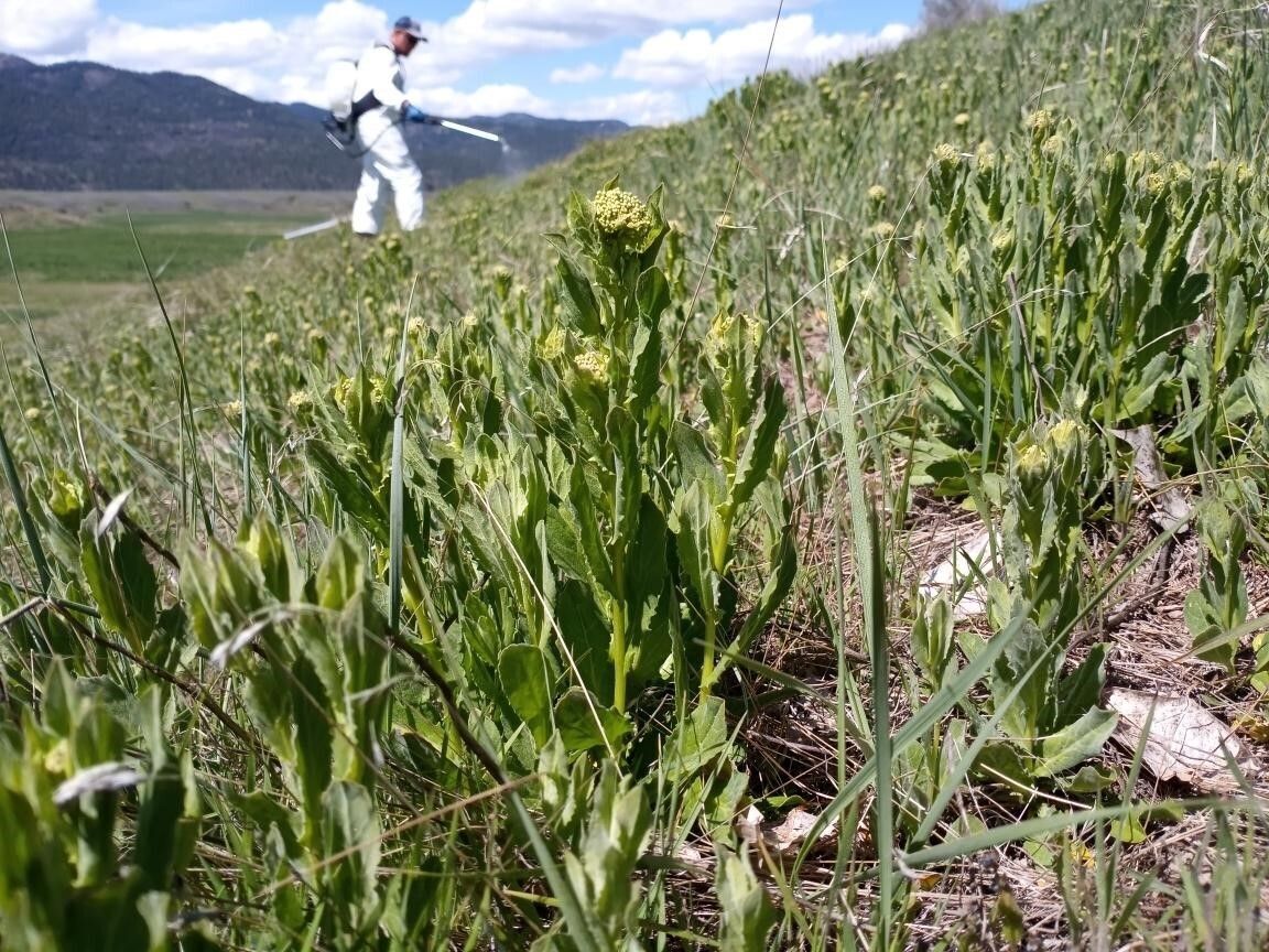 Fall is a great time to treat some of our most persistent noxious weeds. 