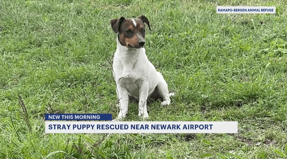 Dog found running around highways near Newark airport now safe at animal shelter (News 12 New Jersey)