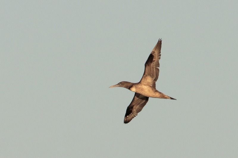 Northern Gannet