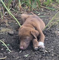 Wheatley - ADOPTED
