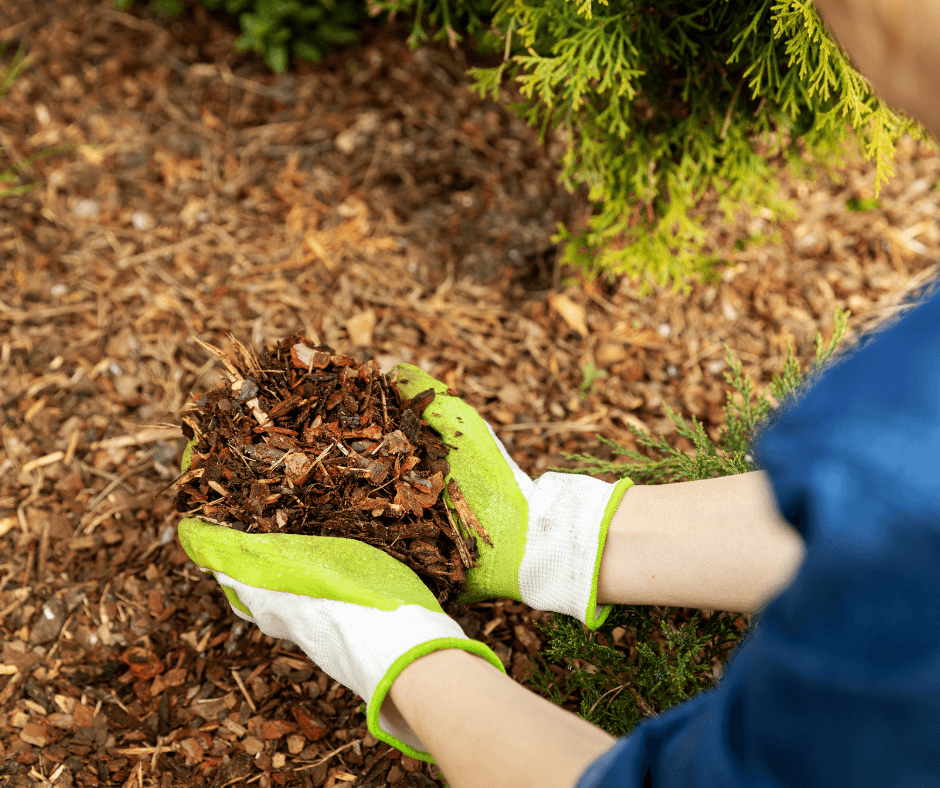 Mulching around plants and trees can conserve moisture and protect roots. 