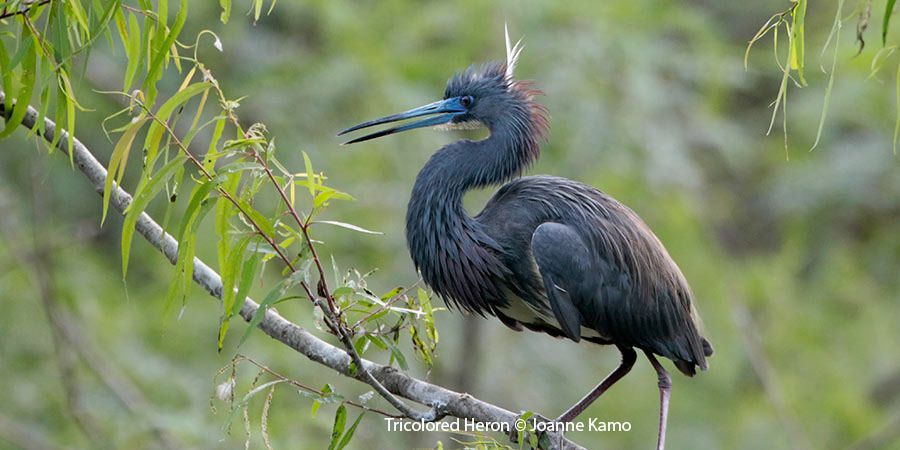 Tricolored Heron