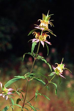 Spotted Beebalm