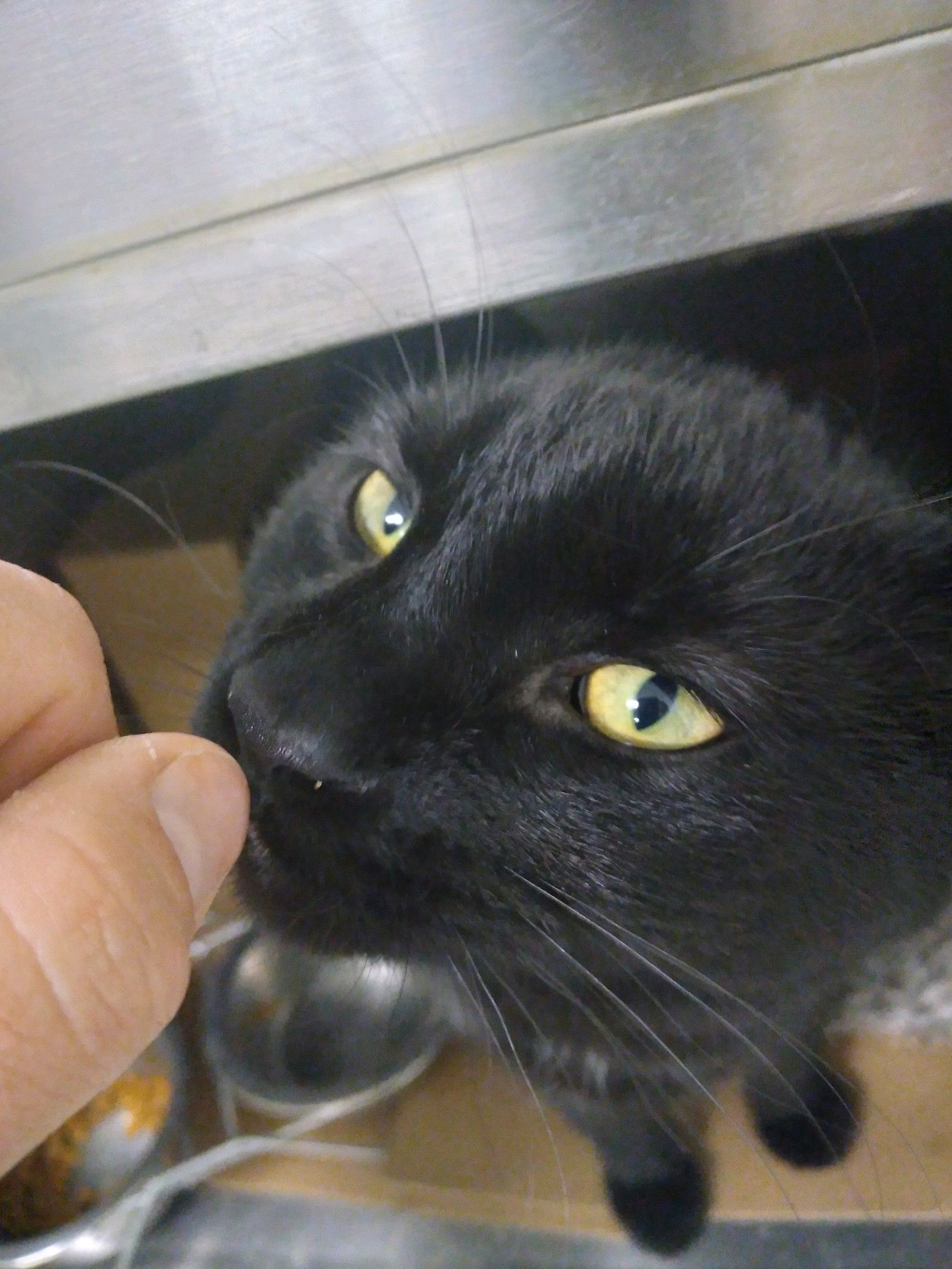 Sirius
