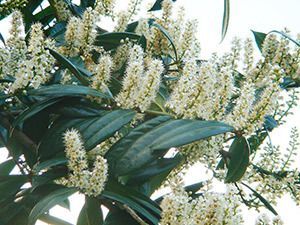 Cherry Laurel
