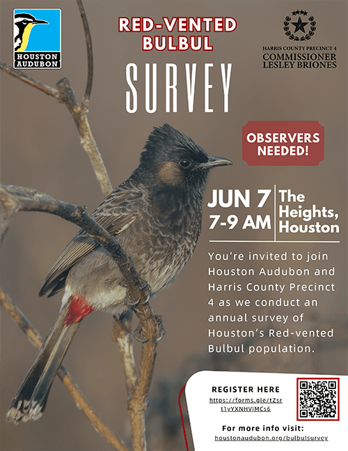 Red-vented Bulbul flyer 2025