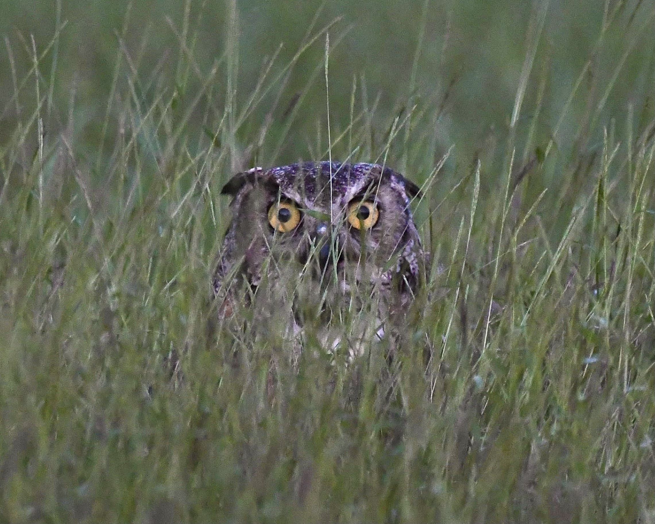 Great Horned Owl peaking through the grass