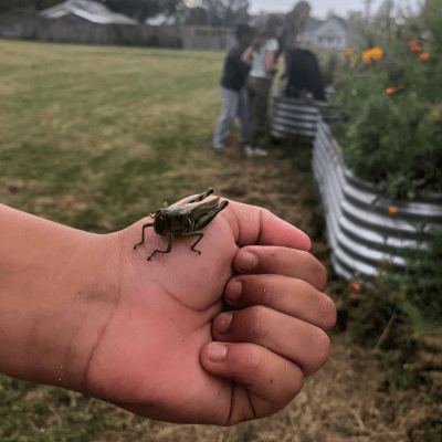 Boost Your Backyard Habitat