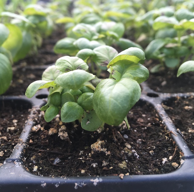 Basil - Sweet Aroma