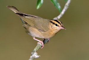 Worm-eating Warbler