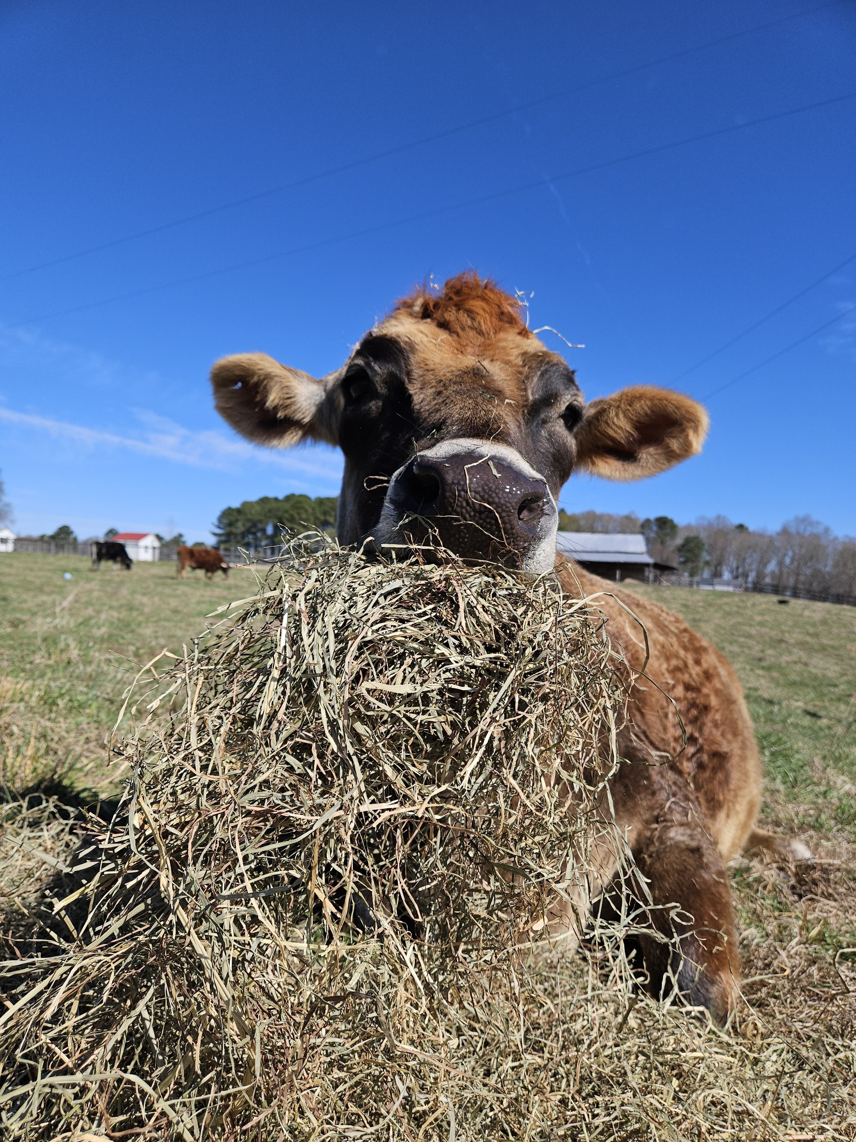 Namesake Cow with a big mouthful of Hay