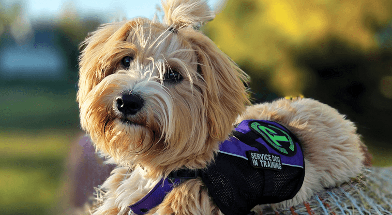 Service dog in training Finch holding place on a bale