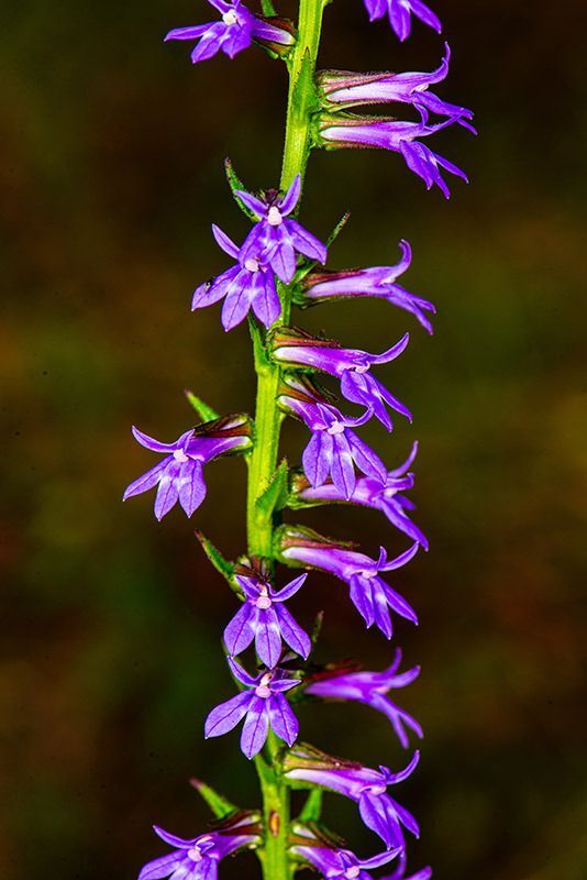 Downy Lobelia