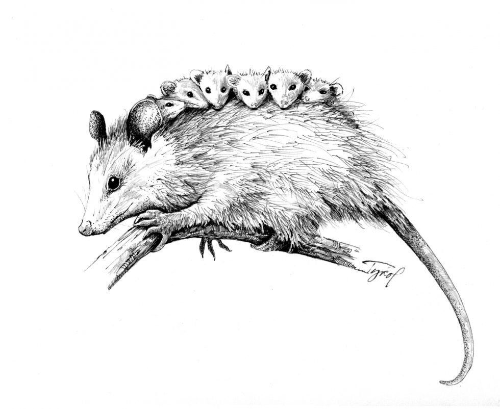 Drawing mother opossum and babies 