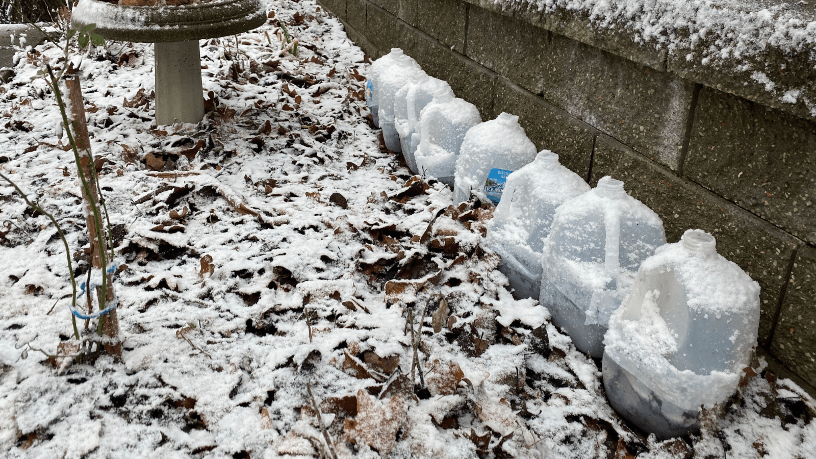 row of empty milk gallons outside in the snow being used to grow plant transplants in winter 