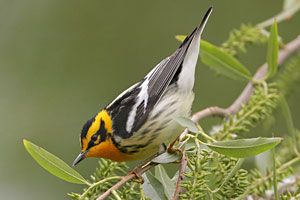 Blackburnian Warbler