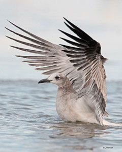 Laughing Gull (adult, winter plumage)