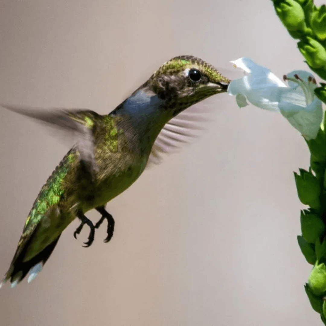 Backyard Birds