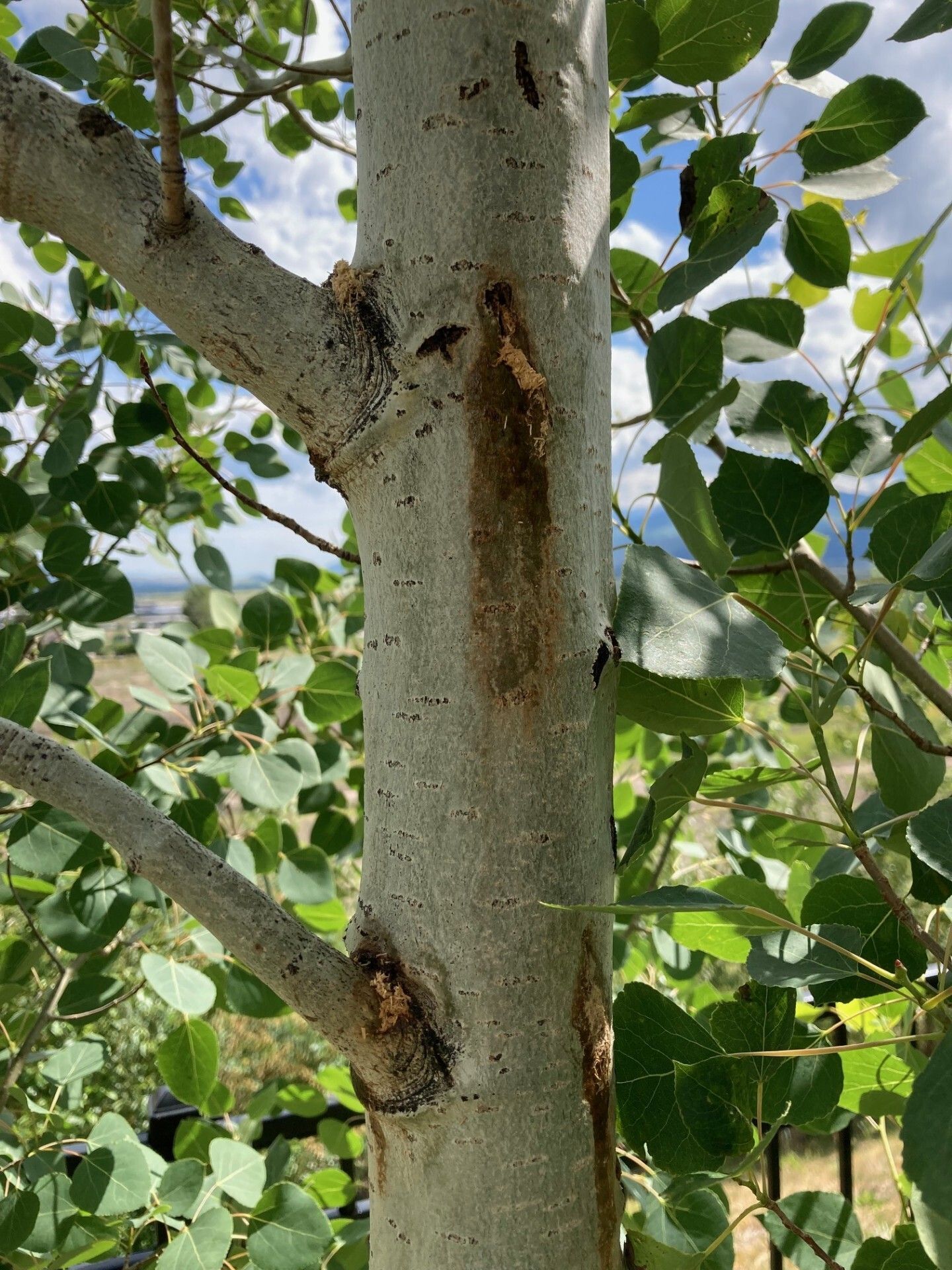 June 17, 2025 Pest Alert Message