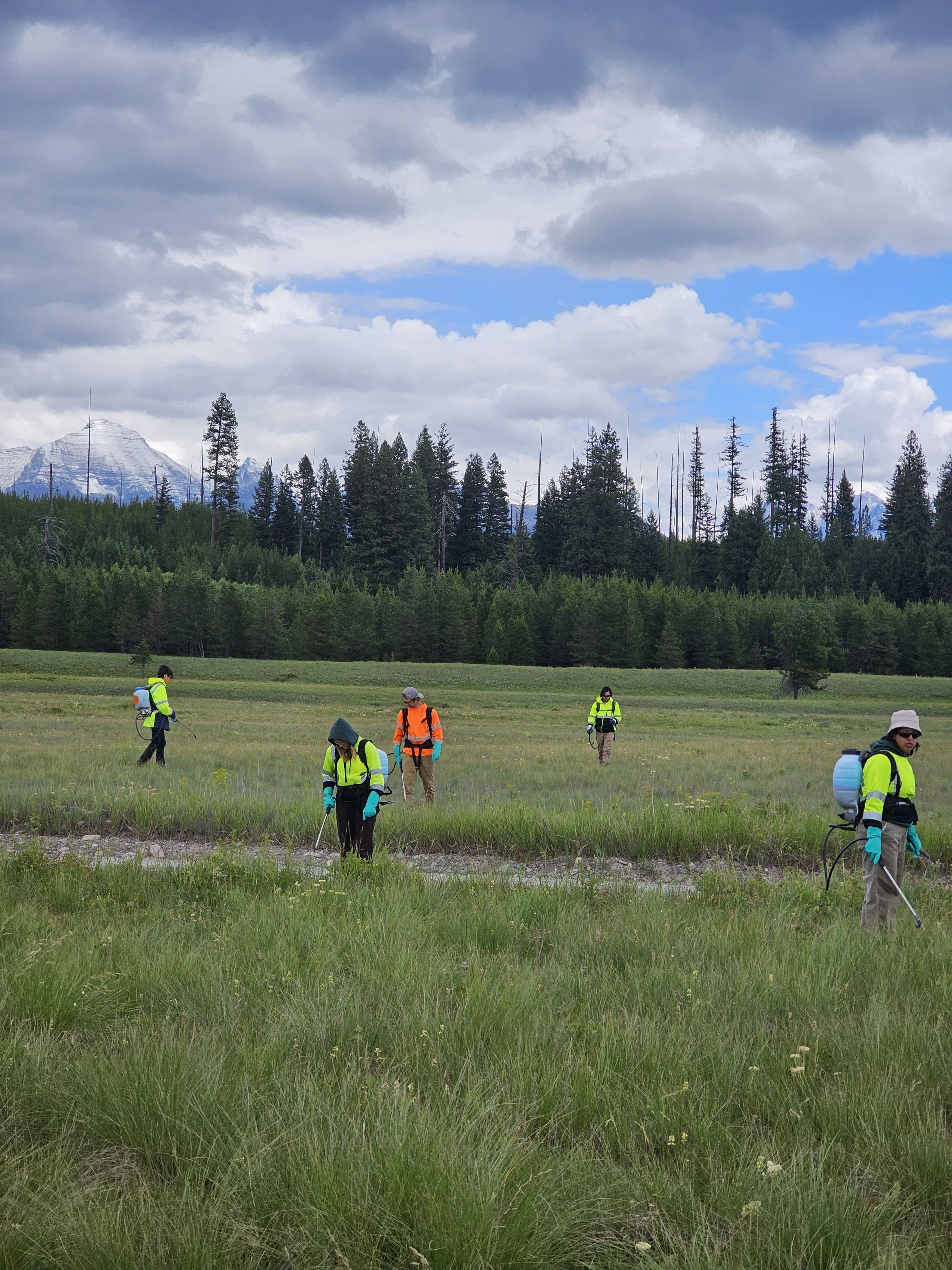 A crew moves through a field wearing backpack sprayers, while spraying weeds.