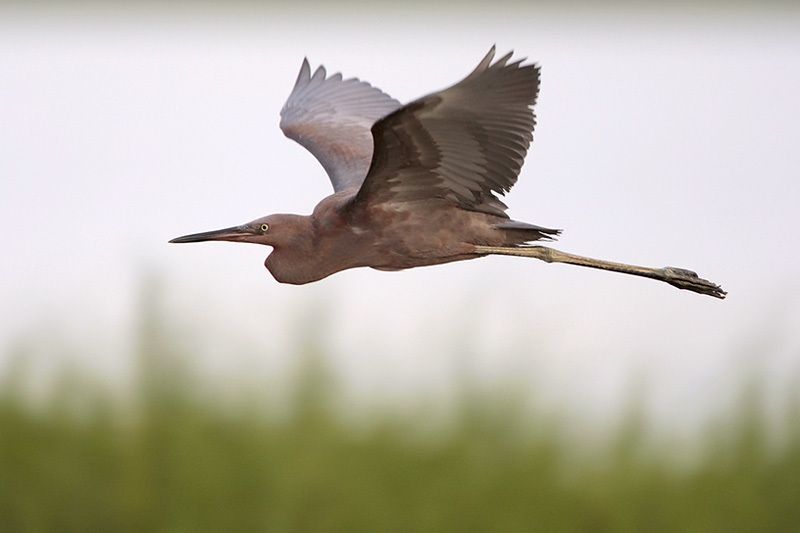 Reddish Egret