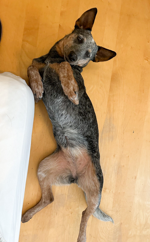 Lucy Belle - ADOPTION PENDING