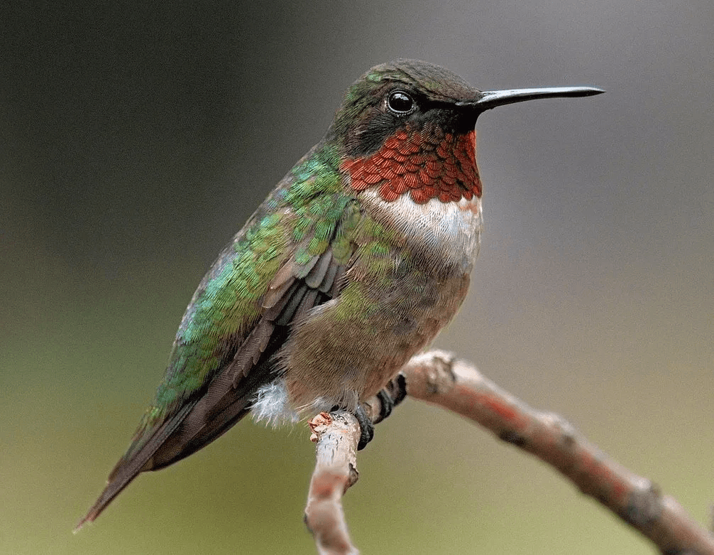 Follow the Hummers with the Hummingbird Spring Migration Map