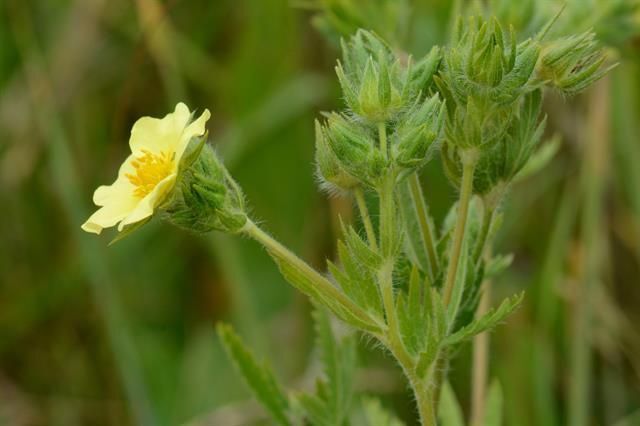 Sulphur Cinquefoil