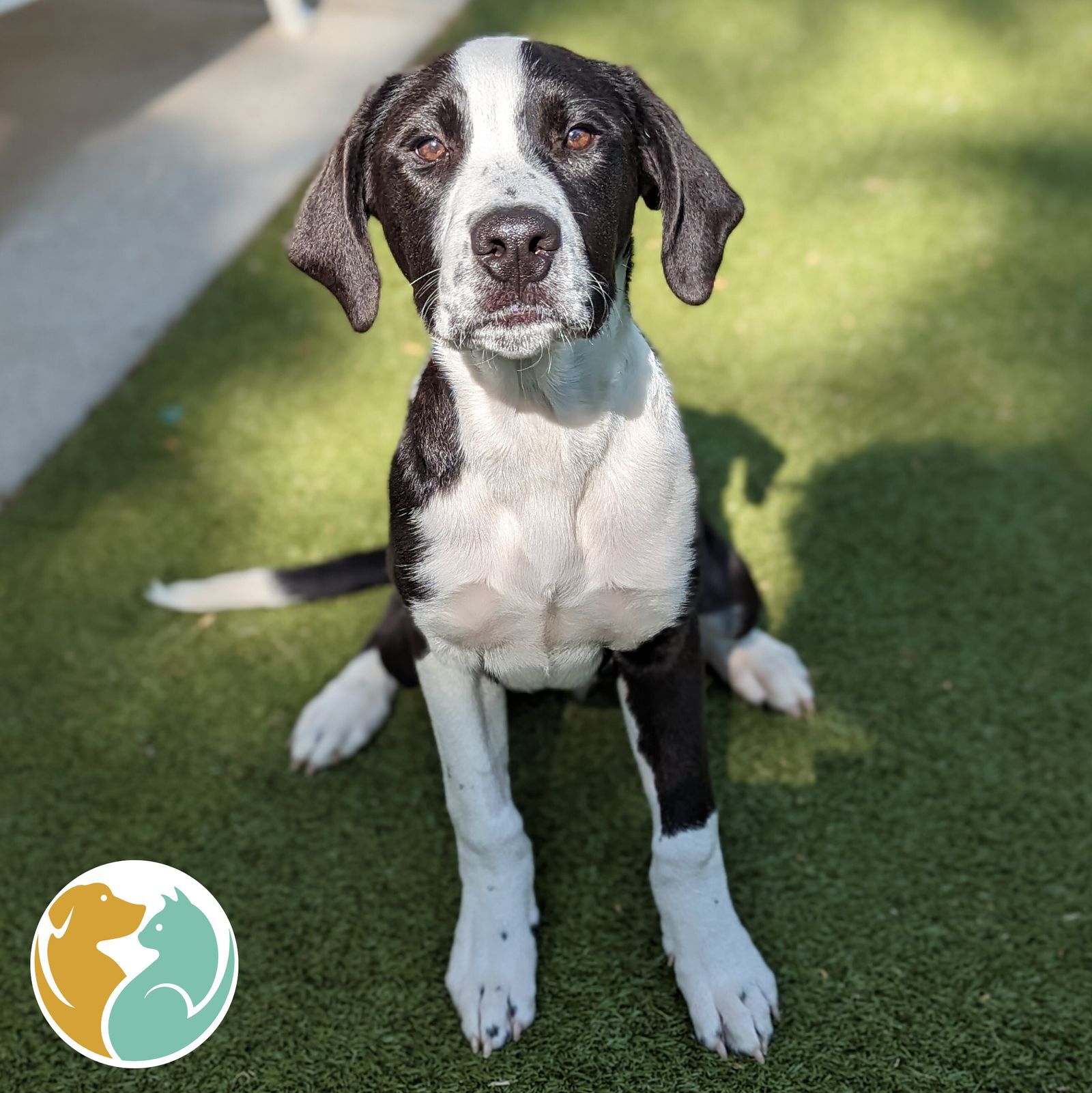 Dogs & Puppies Adopt Toledo Animal Rescue