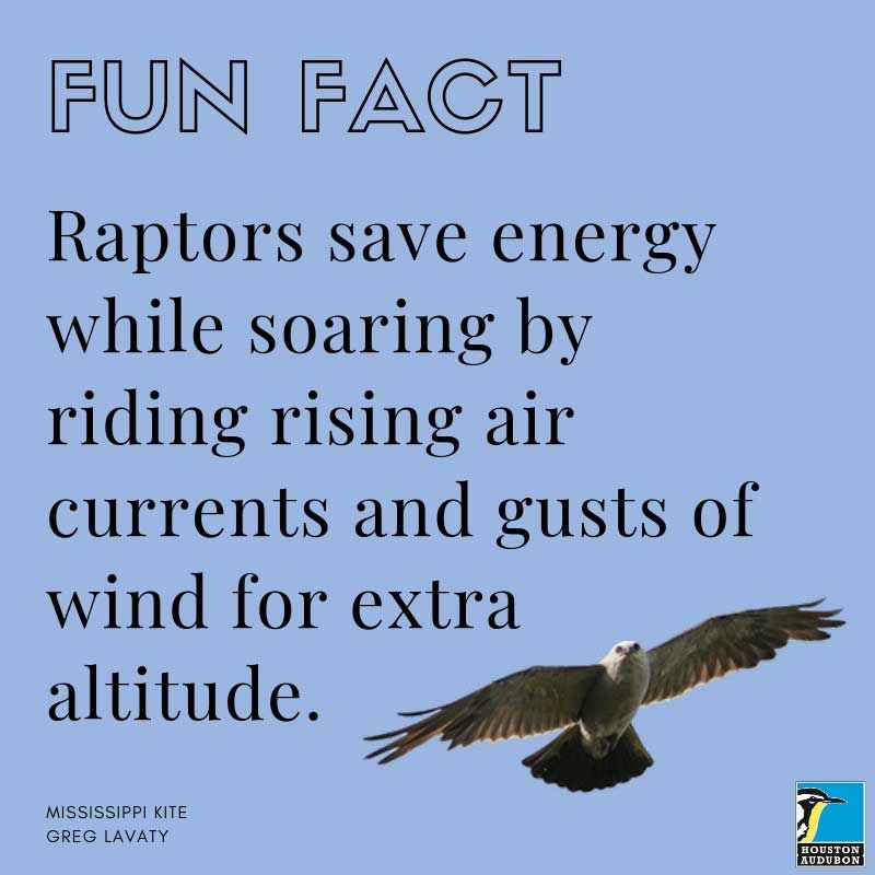 Fun fact about raptors and rising air currents