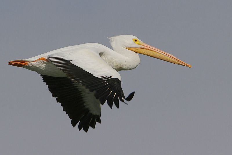 American White Pelican (in flight)