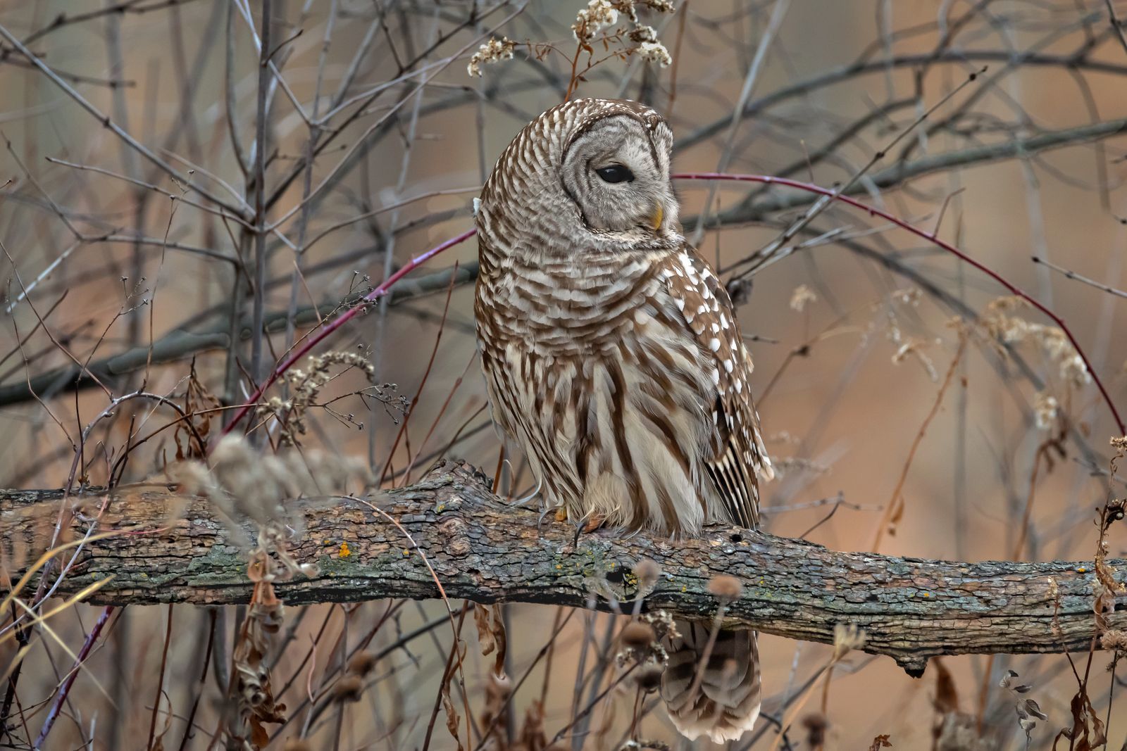 Northwoods Wildlife Center News &amp; Events 2021 Photo