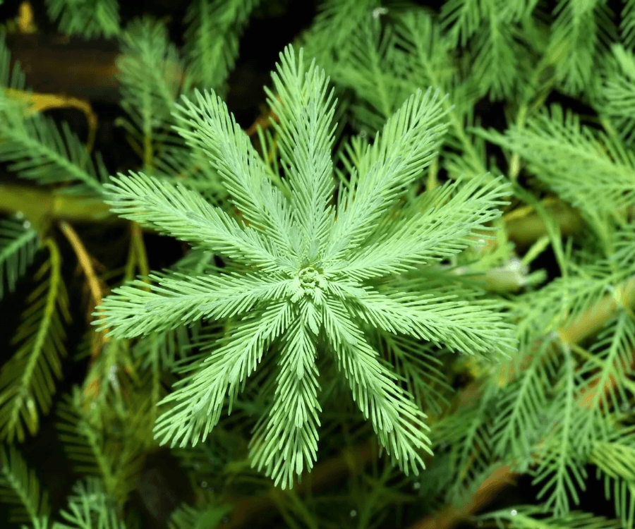 Parrot feather milfoil