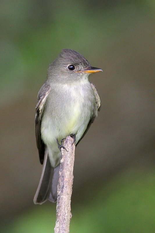 Eastern Wood-Pewee