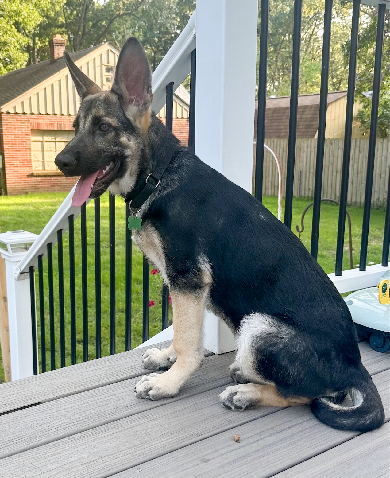 Maximus - ADOPTED
