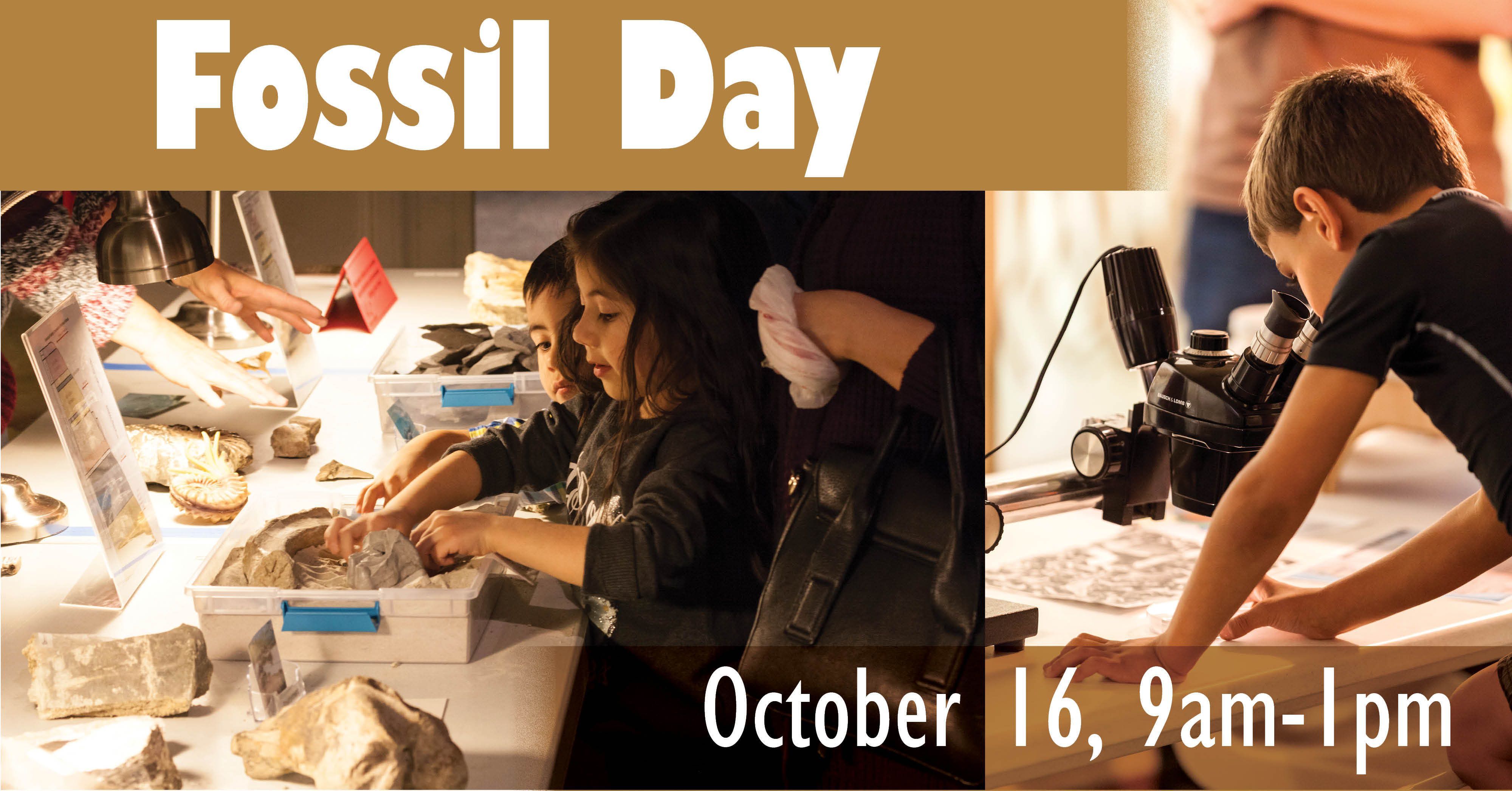 Children explore fossil activities during a Fossil Day event at Morrill Hall museum.