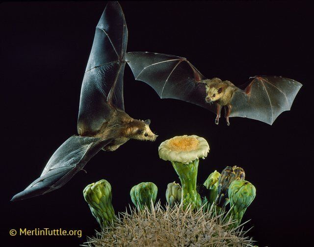 two bats flying over cactus flowers