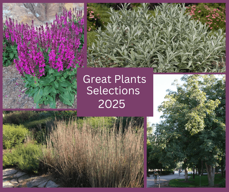 Image shows bright magenta Salvia 'Rose Marvel,' 'Iceberg Alley' Sageleaf Willow shrub, Yellow Buckeye tree and the 'Prairie Blues' Little Bluestem grass.