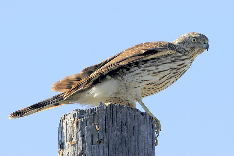 Sharp-shinned Hawk (immature)